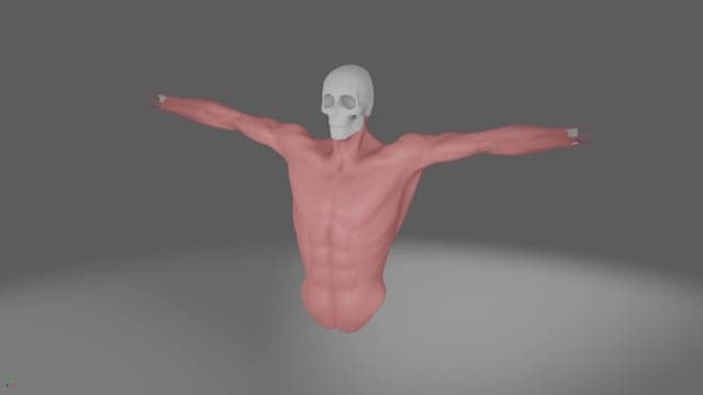 Muscle Simulation Rig – Maya